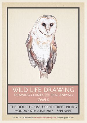 Wild Life Drawing: Owls