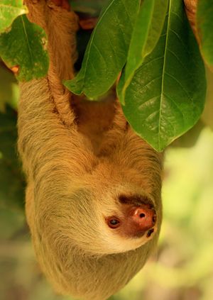 Wild Life Drawing Online: Sloths