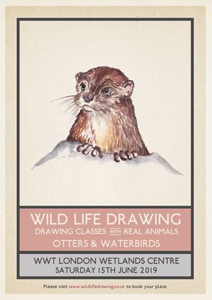 Wild Life Drawing: Otters & Waterbirds