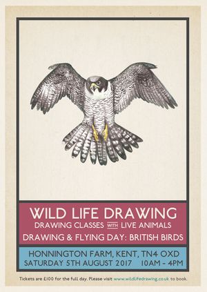 Drawing & Flying: British Birds