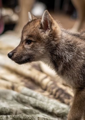 Wild Life Drawing: Wolves and Puppies