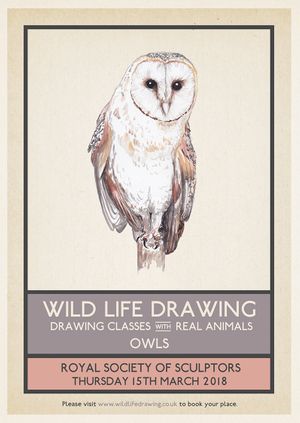 Wild Life Drawing: Owls