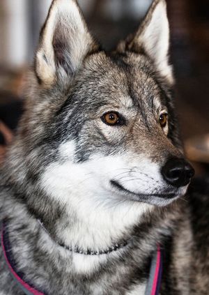 Wild Life Drawing Halloween Special: Wolves and Witchcraft