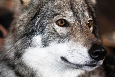 Wild Life Drawing Halloween Special: Wolves and Witchcraft
