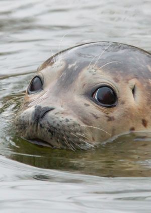 Wild Life Drawing Online: Seal Pups