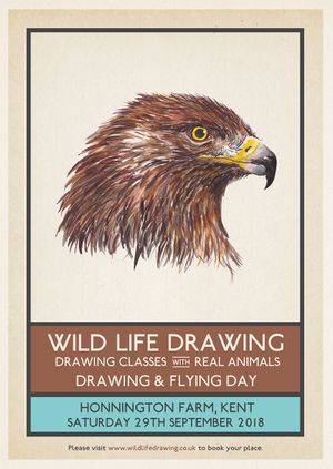 Drawing & Flying: Birds of Prey