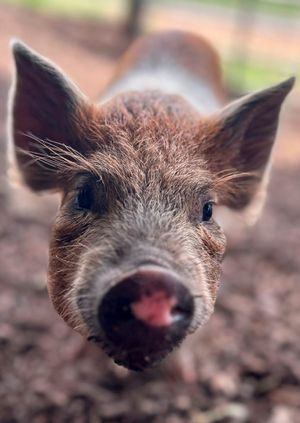 Wild Life Drawing: Miniature Pigs