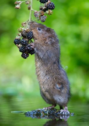 Wild Life Drawing Online: Water Voles