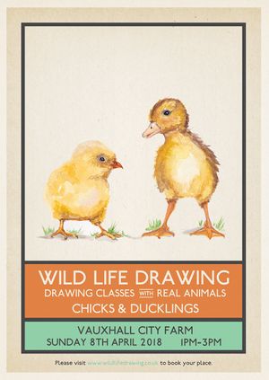 Wild Life Drawing: Chicks & Ducklings