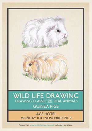 Wild Life Drawing: Guinea Pigs
