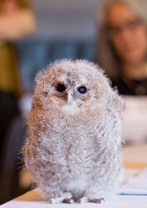 Wild Life Drawing: Baby Owls