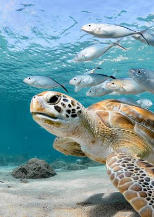 Wild Life Drawing Online: Sea Turtles