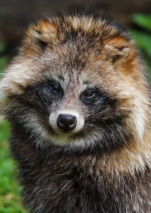 Wild Life Drawing Online: Tanukis