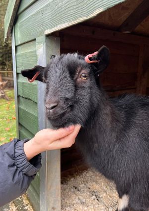 Wild Life Drawing: Farmyard Tour