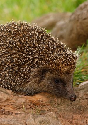 Wild Life Drawing Online: Hedgehogs