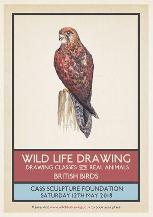WildLife Drawing: British Birds