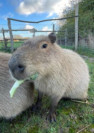 Wild Life Drawing: Capybaras