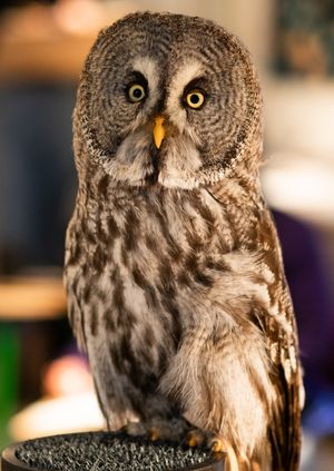 Wild Life Drawing: Winter Owls