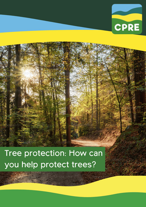 Tree protection: How can you help protect trees?