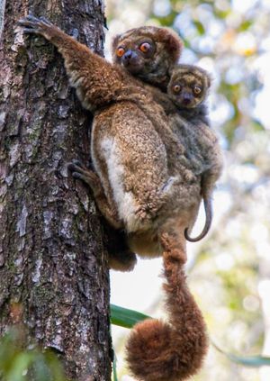 Wild Life Drawing Online: Animals of Madagascar