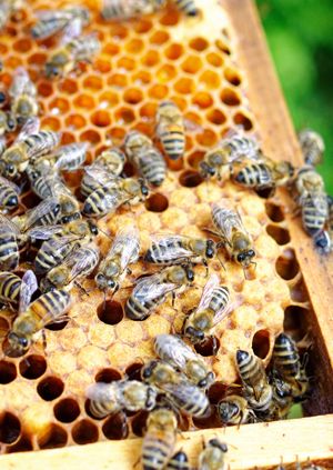 Wild Life Drawing: Honey Bees