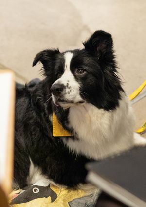 Wild Life Drawing: Therapy Dogs