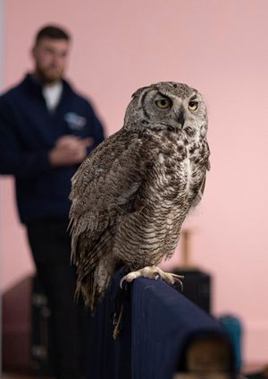 Wild Life Drawing: Owls