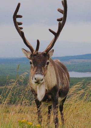 Wild Life Drawing Online: Reindeer