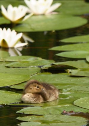 Wild Life Drawing: Springtime at the Wetlands