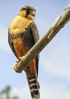 Daily Raptor Show - Tue July 2, 2024