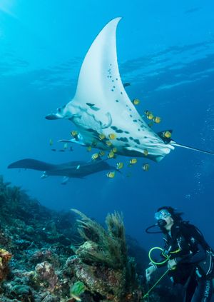 Wild Life Drawing Online: Manta Rays