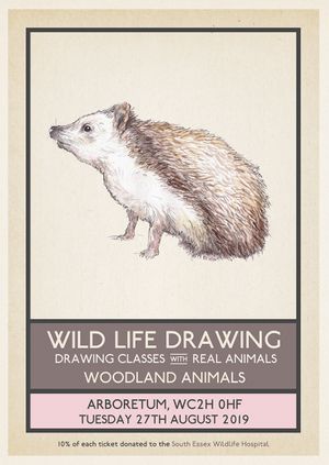 Wild Life Drawing: Woodland Animals