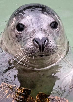 Wild Life Drawing Online: Seals