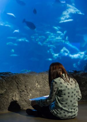 Wild Life Drawing: Sharks 