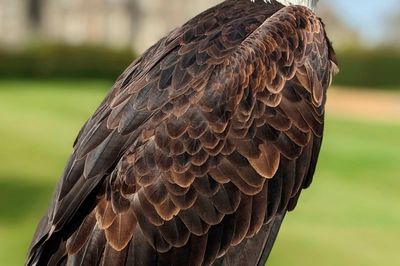 Wild Life Drawing: Symbolic Birds