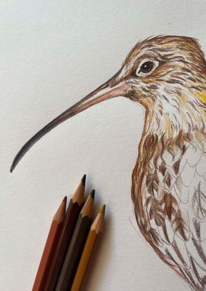 Wild Life Drawing Recording: Curlews