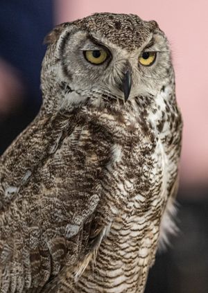 Wild Life Drawing: Owls