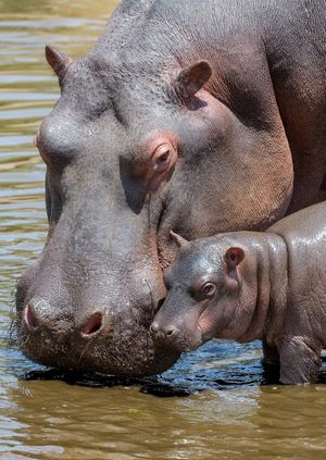 Wild Life Drawing Online: Hippopotamuses