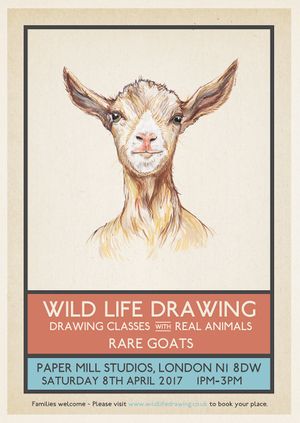 Wild Life Drawing: Rare Goats