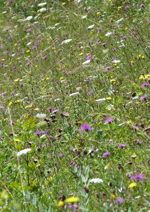 Visit: Down Farm, Nr Wimborne St Giles