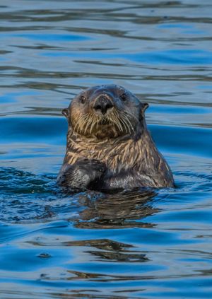 Wild Life Drawing Online: Sea Otters (Live)