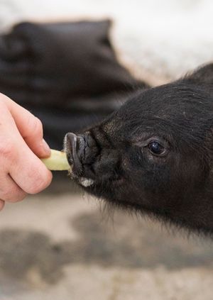 Wild Life Drawing: Miniature Piglets