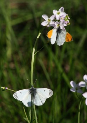 Wild Life Drawing Online: British Butterflies