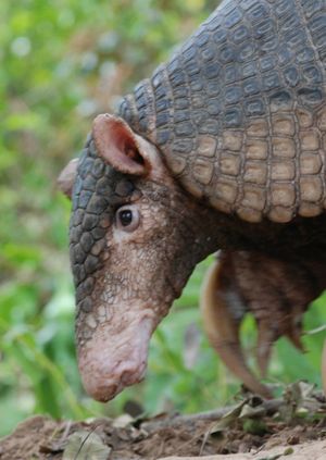 Wild Life Drawing Online: Giant Armadillos