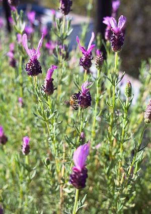 Coutts Skyline Garden Ballot