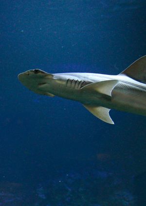 Wild Life Drawing Online: Sharks with Jasmin Graham