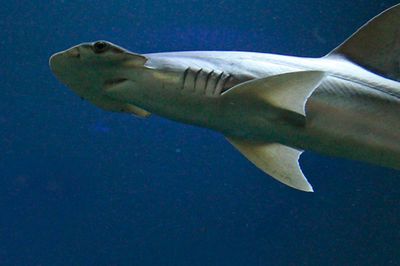 Wild Life Drawing Online: Sharks with Jasmin Graham