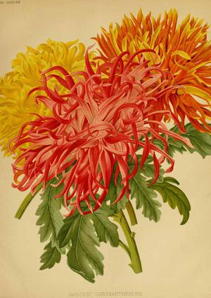 "The Chrysanthemum in Art and Culture”, a lecture by Twigs Way