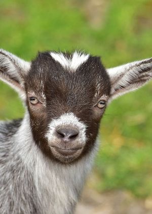 Farm Experience