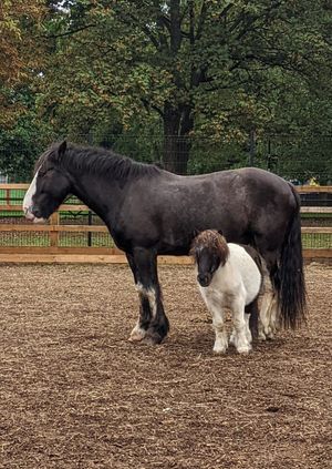 Wild Life Drawing: Horses